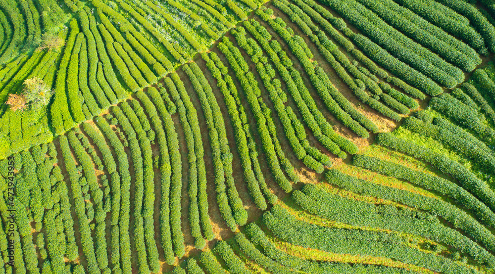 Aerial top view of green fresh tea or strawberry farm, agricultural plant fields in Asia. Rural area. Farm pattern texture. Nature landscape background. Chiang Mai, Thailand. Aerial top view of green fresh tea or strawberry farm, agricultural plant fields in Asia. Rural area. Farm pattern texture. Nature landscape background. Chiang Mai, Thailand.