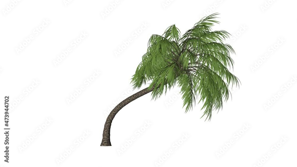 Palm tree seamless loop, white background 