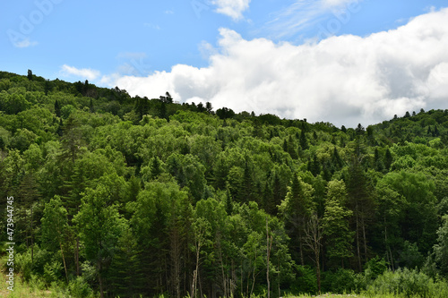 Dense green forest. Broad-leaved trees with conifers. Blue sky with white clouds.