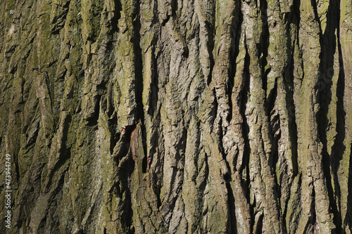 A close-up of the bark of an Oak tree

