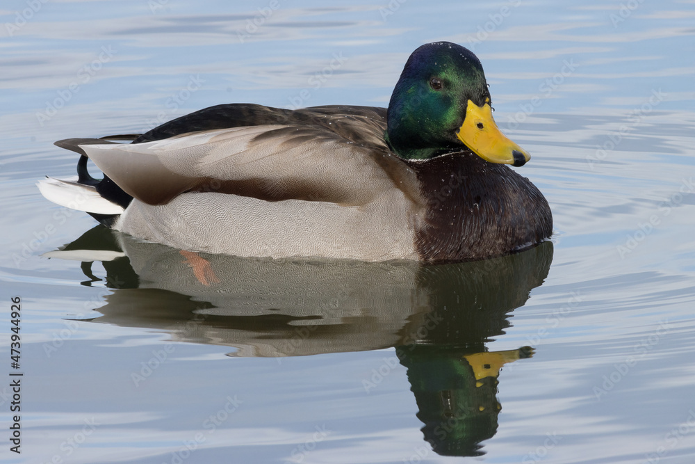 Obraz premium RETRATO DE ÁNADE REAL