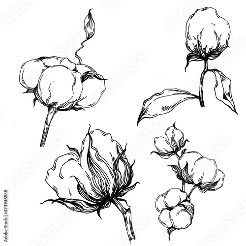 Cotton flower. Floral botanical flower. Isolated illustration element. Vector hand drawing wildflower for background, texture, wrapper pattern, frame or border.