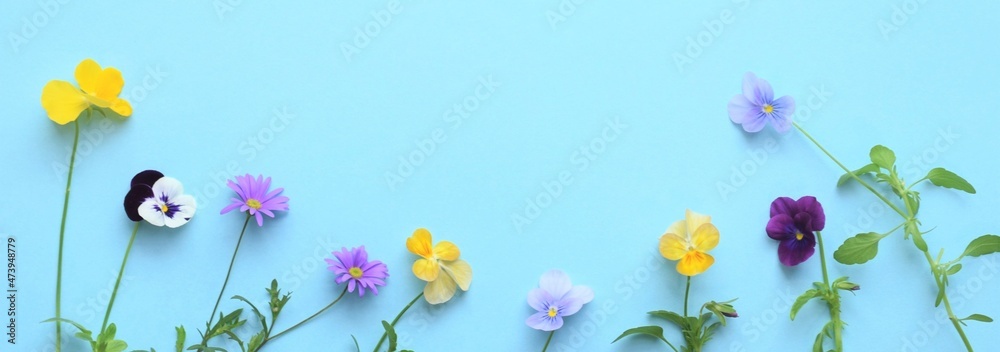 沢山のビオラの花びら、背景素材、春の花のヘッダー素材