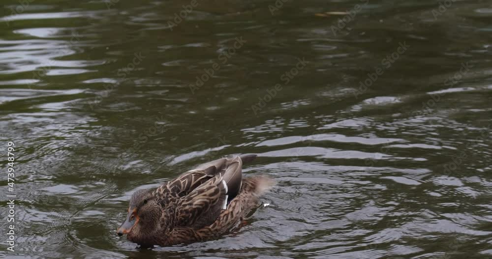 Close up wild Ducks swim on the lake in the city park looking for food. Close up wild Ducks swim on the lake in the city park looking for food.