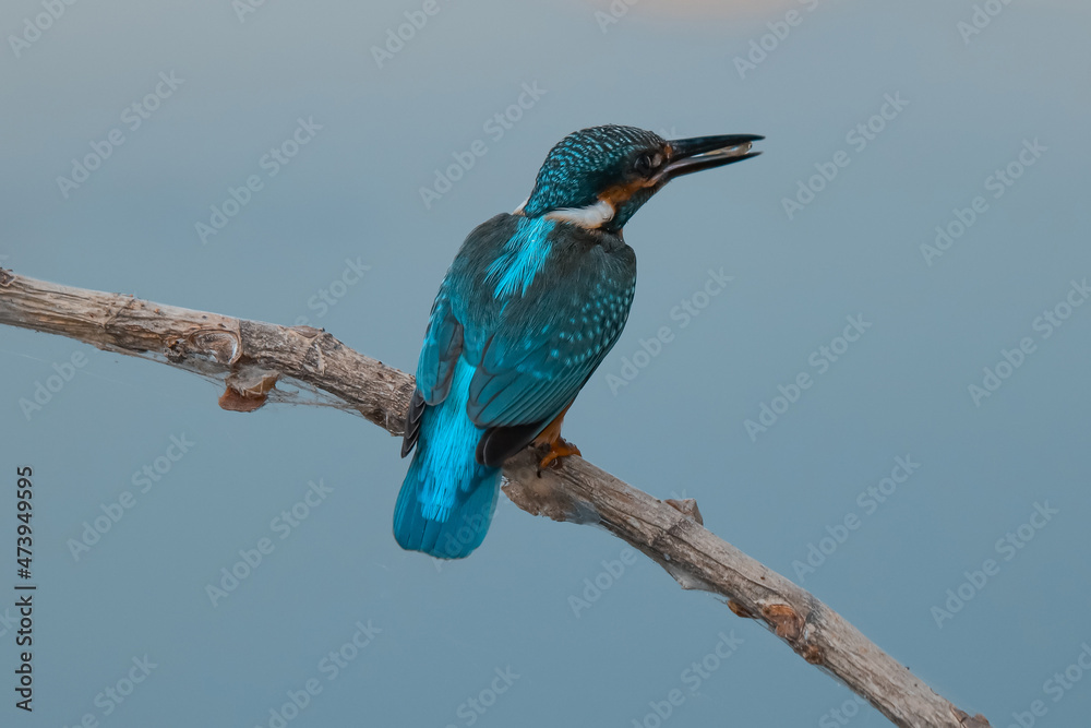 Fototapeta premium Сommon kingfisher. The bird sits on a beautiful branch above the river waiting for a fish.