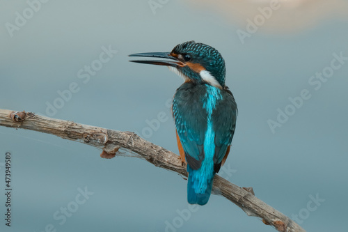 Сommon kingfisher. The bird sits on a beautiful branch above the river waiting for a fish.