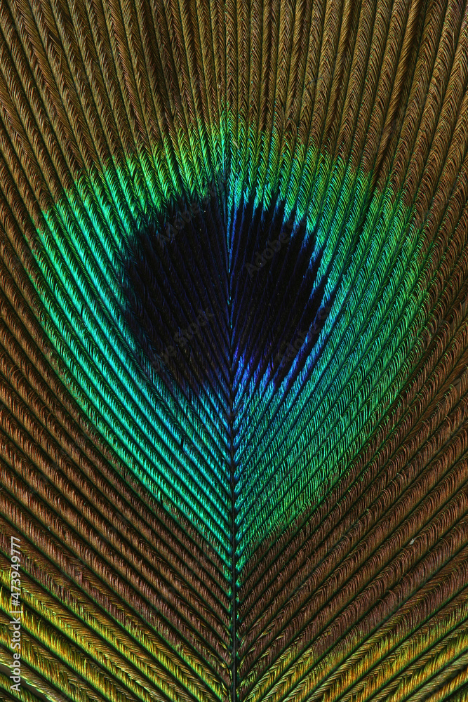 Naklejka premium A close-up of the colorful feather of a Peacock