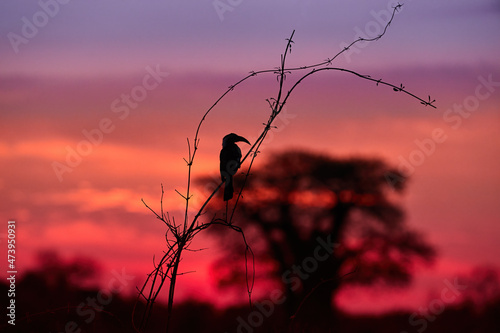 African landscape in red. Isolated black silhouette of a hornbill perching on a reed stem against baobab tree and colorful violet to red sky, sunrise in Savuti National Park, Botswana. Safari koncept.