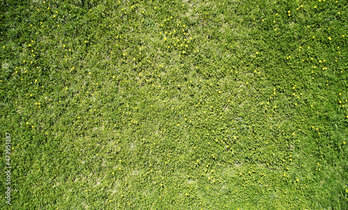 Clean fresh green grass background photo