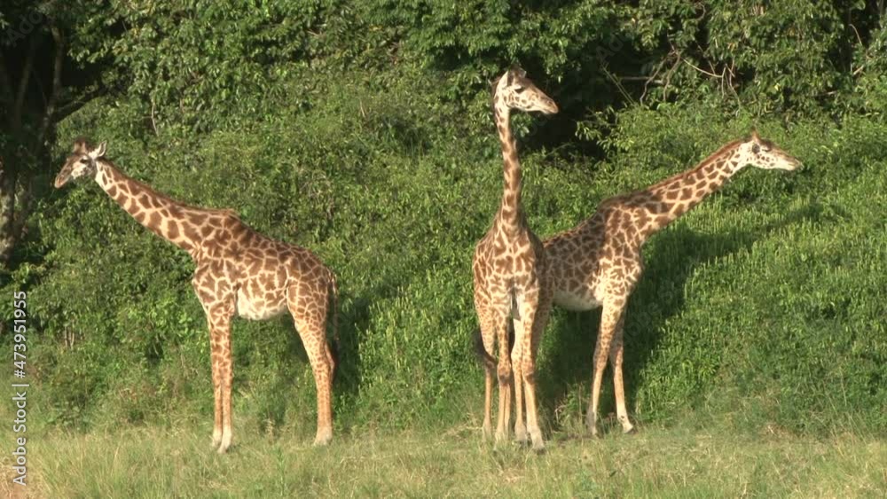three giraffes facing the camera in a formation. three giraffes facing the camera in a formation.