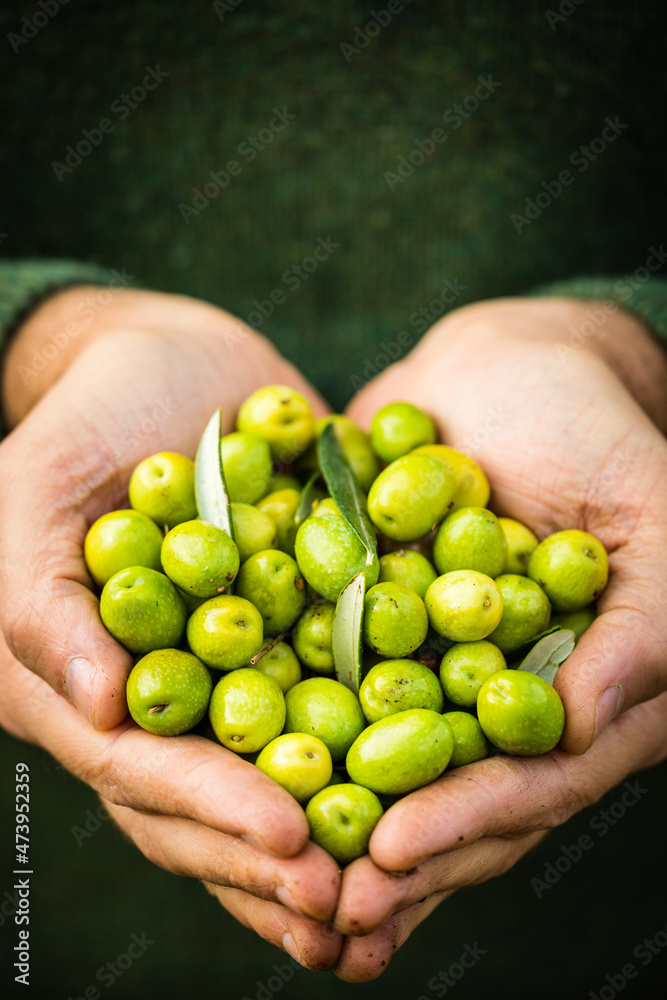 Extra virgin olive oil harvest and production in south italy, apulia Extra virgin olive oil harvest and production in south italy, apulia