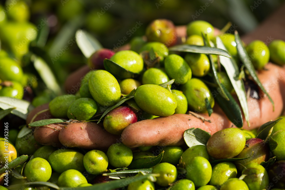 Extra virgin olive oil harvest and production in south italy, apulia Extra virgin olive oil harvest and production in south italy, apulia