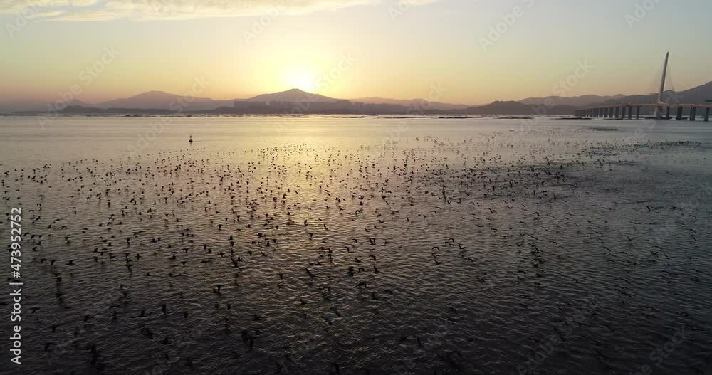 Flying drone taking aerial footage of migratory birds in shenzhen bay, China