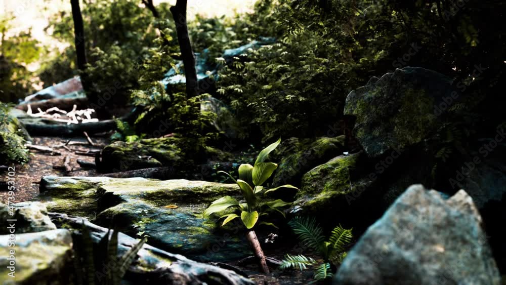rainforest with morning sunlight rainforest with morning sunlight