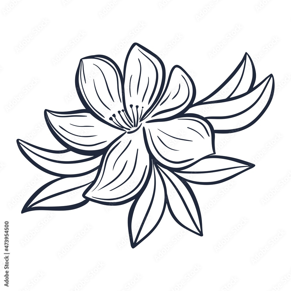 Beautiful botanical composition with flower and leaves in doodle style. Floral silhouette, decoration for cards and invitations. Natural element isolated vector illustration