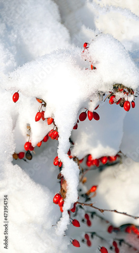 Frosted red rose hips in the garden rote Beeren auf einem schneebedeckten Strauch 