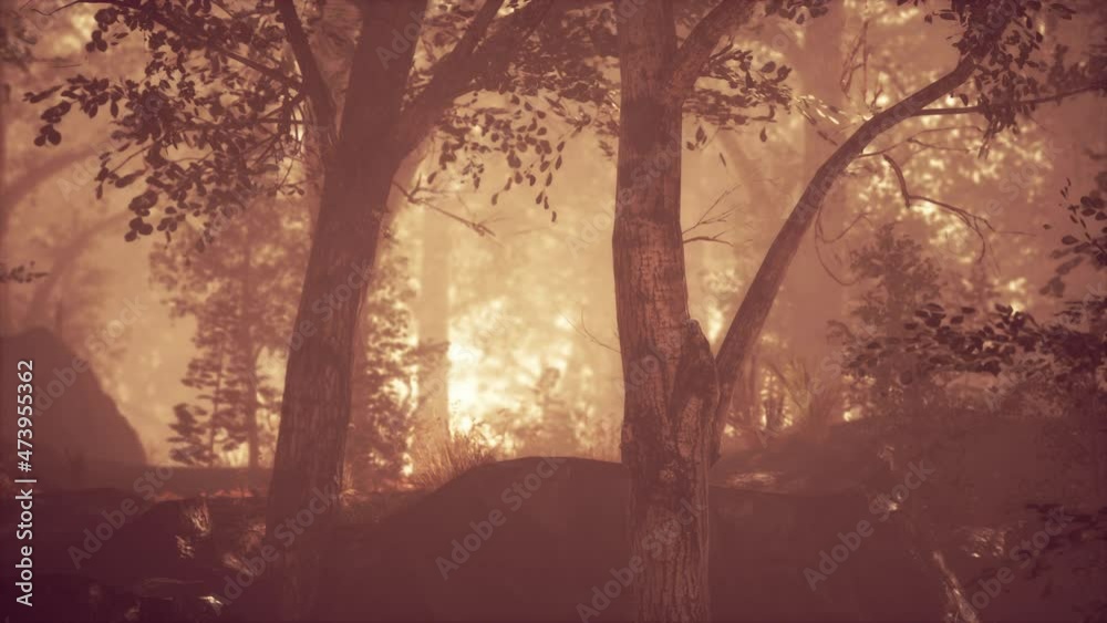 Sun beams pour through trees in foggy forest