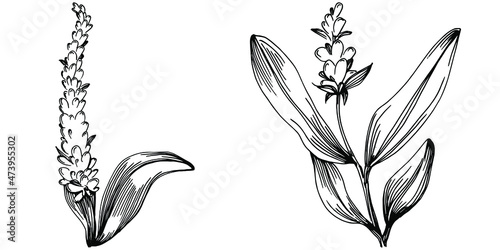 Sage vector isolated plant with leaves. Herbal engraved style illustration. Detailed organic product sketch.The best for design logo, menu, label, icon, stamp.