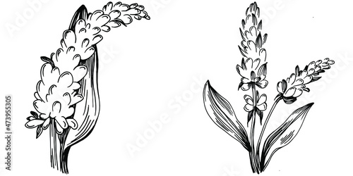 Sage vector isolated plant with leaves. Herbal engraved style illustration. Detailed organic product sketch.The best for design logo, menu, label, icon, stamp.
