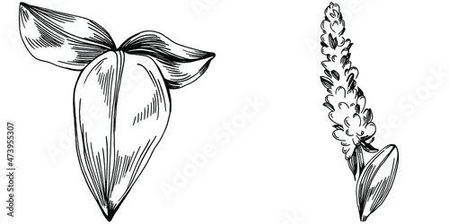 Sage vector isolated plant with leaves. Herbal engraved style illustration. Detailed organic product sketch.The best for design logo, menu, label, icon, stamp.