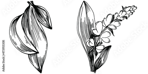 Sage vector isolated plant with leaves. Herbal engraved style illustration. Detailed organic product sketch.The best for design logo, menu, label, icon, stamp.