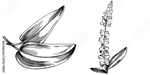 Sage vector isolated plant with leaves. Herbal engraved style illustration. Detailed organic product sketch.The best for design logo, menu, label, icon, stamp.