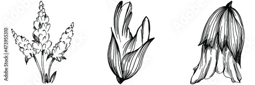 Sage vector isolated plant with leaves. Herbal engraved style illustration. Detailed organic product sketch.The best for design logo, menu, label, icon, stamp.