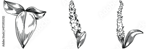 Sage vector isolated plant with leaves. Herbal engraved style illustration. Detailed organic product sketch.The best for design logo, menu, label, icon, stamp.