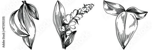 Sage vector isolated plant with leaves. Herbal engraved style illustration. Detailed organic product sketch.The best for design logo, menu, label, icon, stamp.