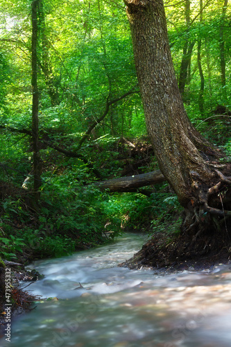 Thick forest on the shore of the stream from the waterfall.