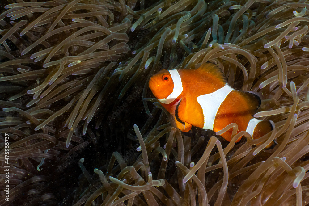 Fish in Indonesia