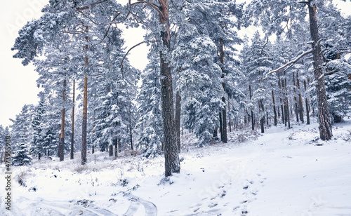 Winter forest nature © Mihailo