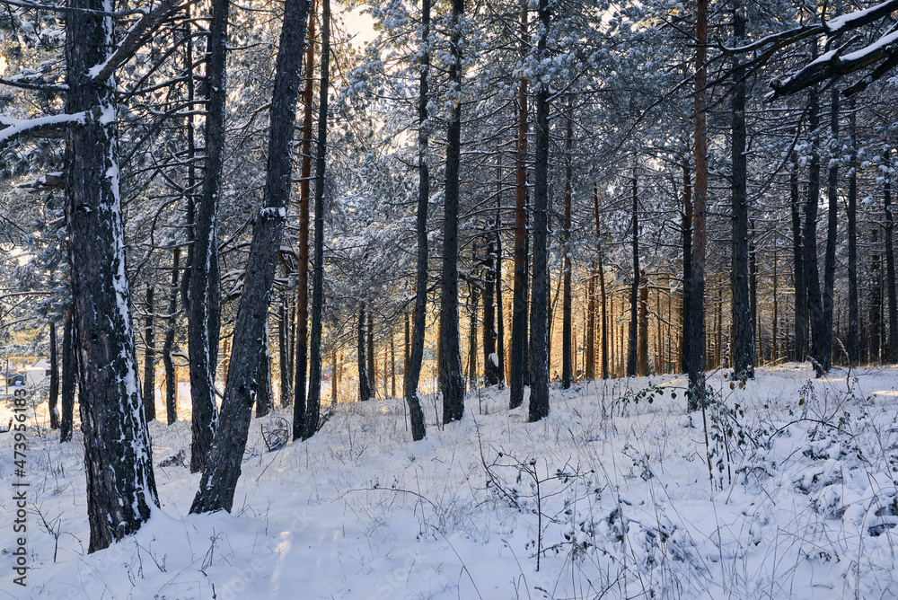 Winter forest nature Winter forest nature