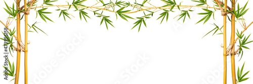 Bamboo branches With Bamboo leaves isolated on white background  Banner Design Bamboo branches With empty space Background  With clipping path 