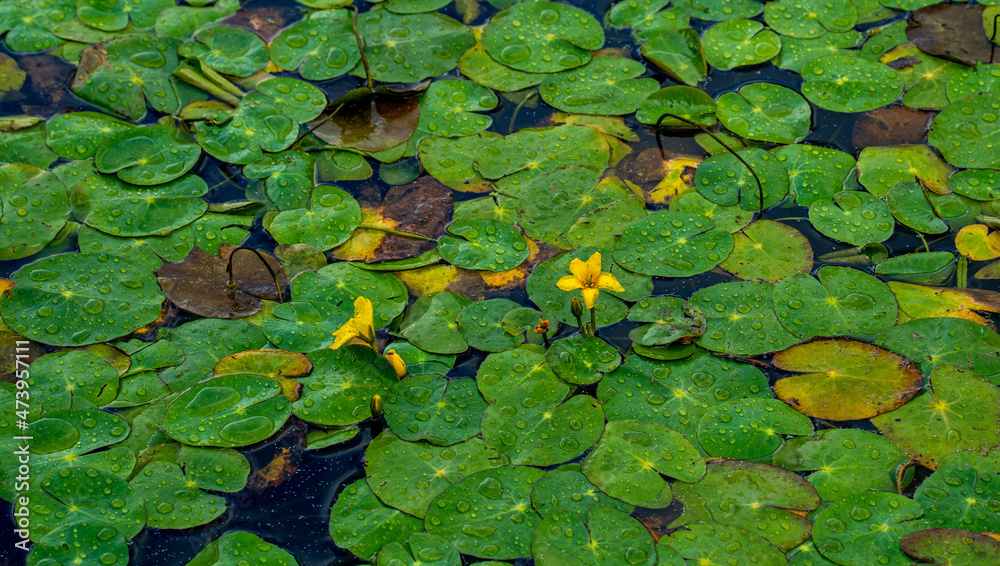 Close up of Fringed water-lily (Nymphoides peltata)
Close up of Fringed water-lily (Nymphoides peltata)