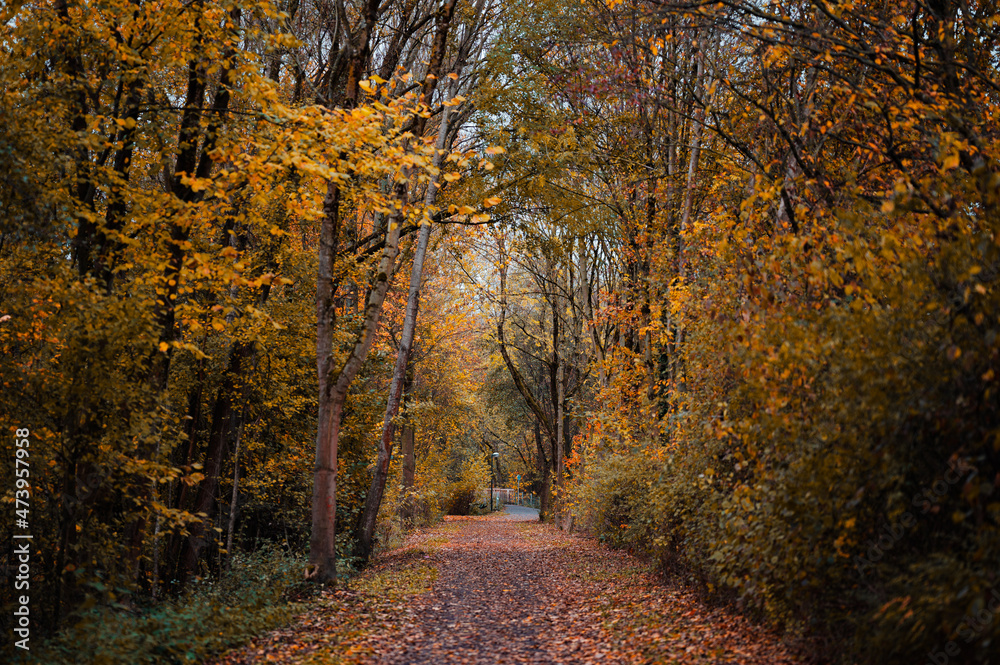 Obraz premium Laubwald