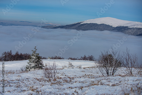 Winter landscape, wintry scene of frosty trees on snowy foggy background. Winter nature for design.