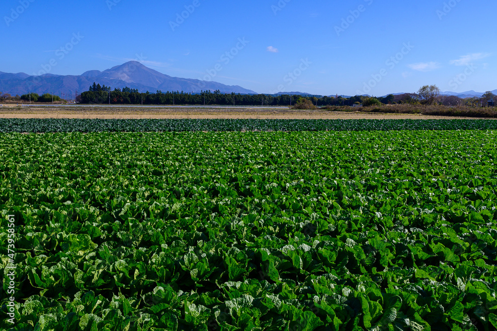 伊吹山, 畑, キャベツ, 野菜, 風景, 緑,冬