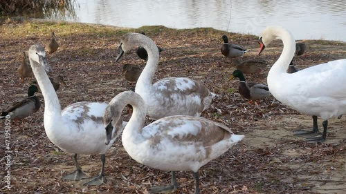 The photo shows a flock of white swans on the banks of the Dniester River.