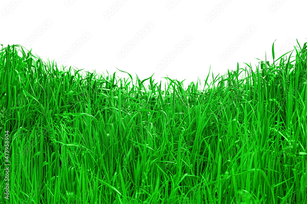 Obraz premium green grass isolated on white background. template for environment design.