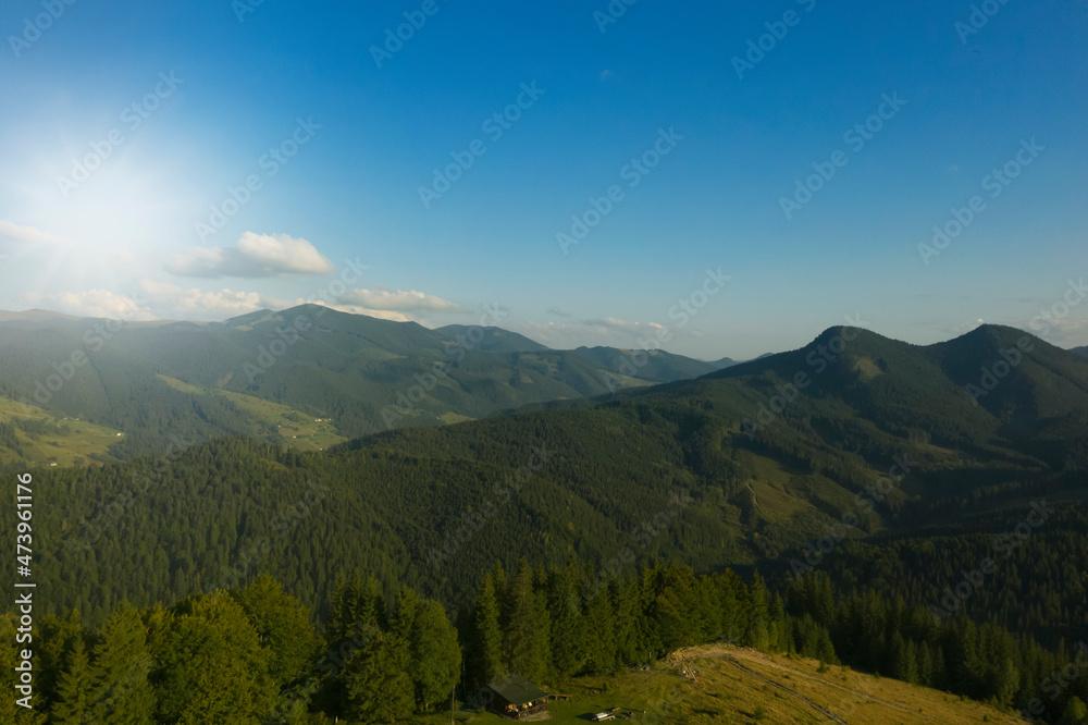 Aerial view of forest and beautiful conifer trees in mountains on sunny day