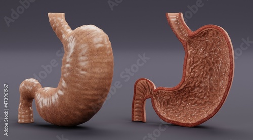 Realistic 3D Render of Human Stomach