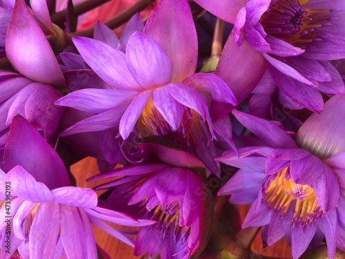 Fototapeta Naklejka Na Ścianę i Meble -  close up view of purple lily flowers