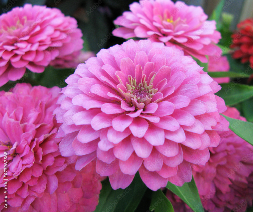 Perfection found in a group of pink zinnias. Perfection found in a group of pink zinnias.