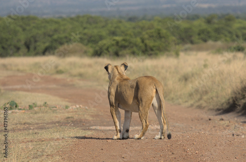 lioness standing and on dirt road looking into the distance in wild masai mara, kenya