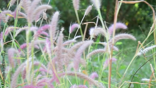 The long-shaped grass flowers are light pink and purple and have a beautiful wind blowing