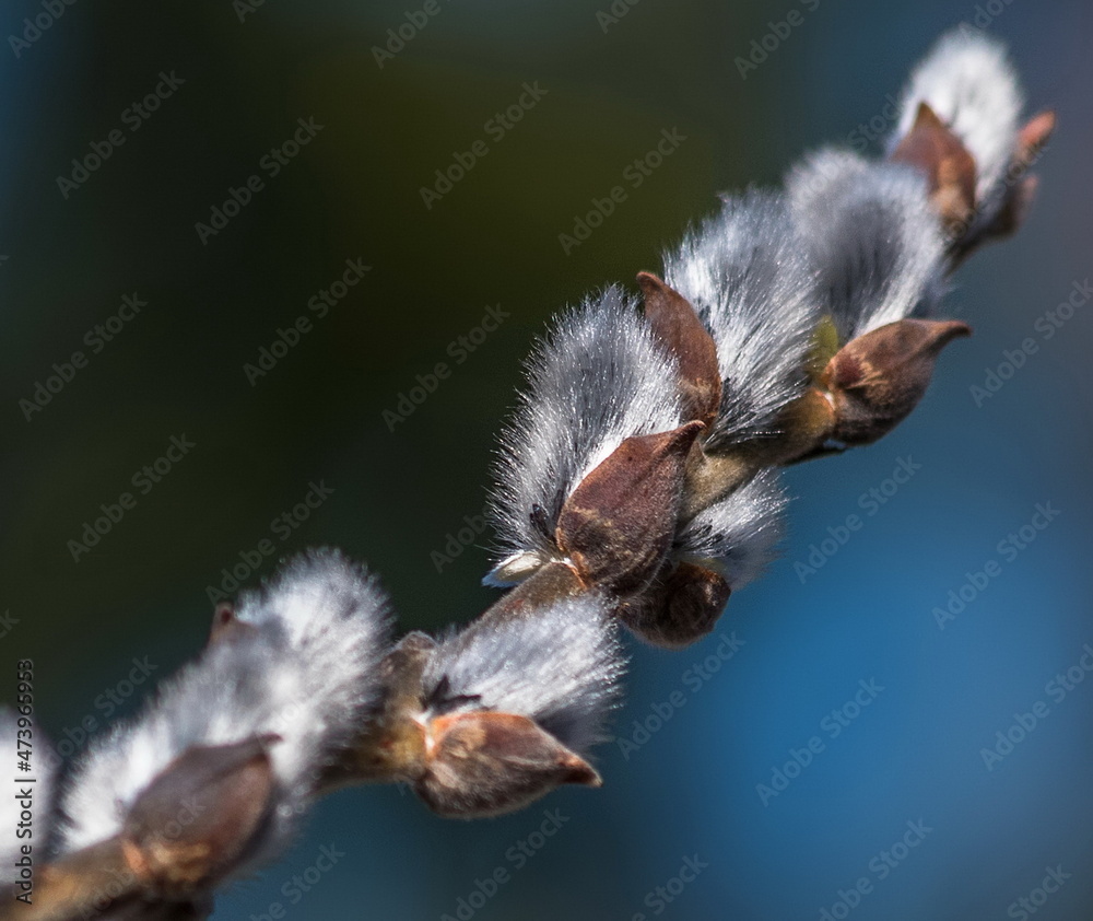 fluffy willow on a branch covered with dew 