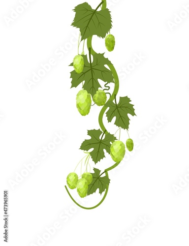 Hop. A vertically branch with dense leaves and cones. Sagging shoots with leaves. Wild nature. Flat style illustration. Medicinal plant. Vector.