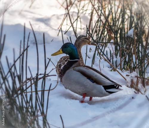 ducks walk in the snow in winter 