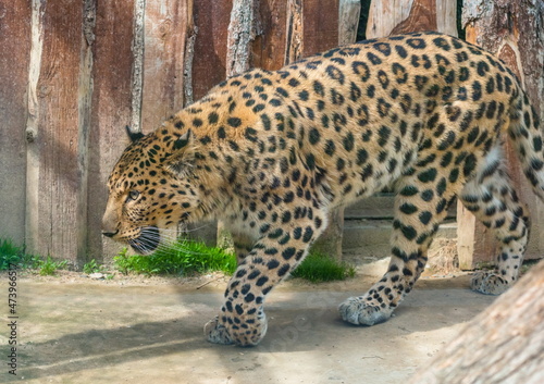 portrait of a leopard